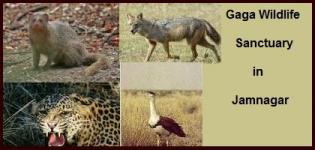 Gaga Wildlife Sanctuary in Jamnagar Gujarat