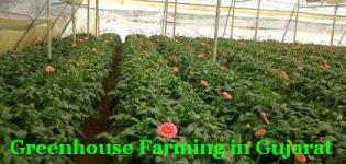 Greenhouse Farming in Gujarat - Greenhouse Farming Effect in Gujarat