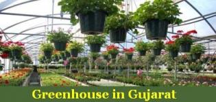 Greenhouse in Gujarat - List of Greenhouse Plant in Gujarat India
