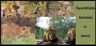 Pania Wildlife Sanctuary in Amreli Gujarat
