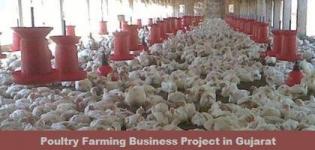 Poultry Farm in Gujarat - Poultry Farming Business Project in Gujarat