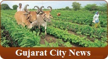 Gujarat City News