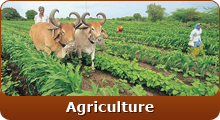 Agriculture