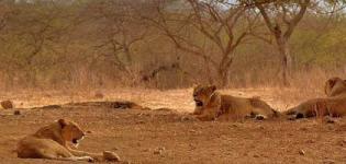 Devaliya National Park Gujarat - Devalia Safari Park Gir Details - Photos