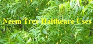 Neem Tree Healthcare Uses