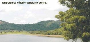 Jambughoda Wildlife Sanctuary Vadodara Gujarat - Jambughoda Forest Gujarat