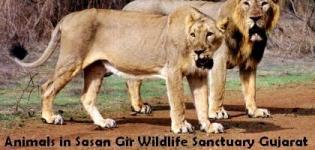 Animals in Sasan Gir Wildlife Sanctuary Gujarat - Timing Photos Images Rates