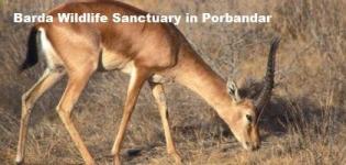 Barda Wildlife Sanctuary in Porbandar Gujarat - Information of Barda Hills Sanctuary