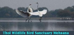 Thol Wildlife Bird Sanctuary Mehsana- Thol Wildlife Sanctuary Gujarat