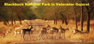 Blackbuck National Park in Velavadar Gujarat - Information of Black Buck Sanctuary