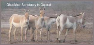 Ghudkhar Sanctuary in Gujarat - Ghudkhar Sanctuary Surendranagar
