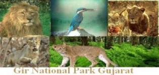 Gir National Park Gujarat