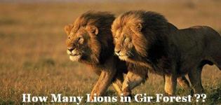 How Many Lions in Gir Forest - Total Number of Lions in Gir Forest Gujarat India