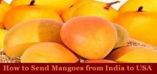 Send Mangoes to USA - How to Send Mangoes from India to USA