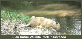 Lion Safari Wildlife Park in Silvassa Gujarat India - How to Reach Lion Safari Wildlife Park