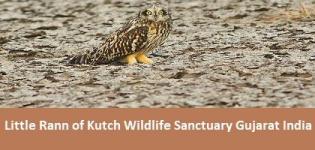 Little Rann of Kutch Wildlife Sanctuary Gujarat India