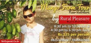 Mango Farm Tour near Vadodara by RURAL PLEASURE Team - Superb Village Farming Enjoyment
