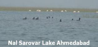Nalsarovar Lake Ahmedabad - Nal Sarovar Lake Bird Sanctuary Ahmedabad Gujarat