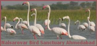 Nal Sarovar Bird Sanctuary Ahmedabad - Where is Nal Sarovar Bird Sanctuary Gujarat