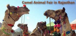 Pushkar Camel Mela Dates 2014 - Pushkar Fair Program Schedule 2014 at Ajmer Rajasthan India