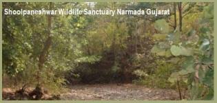 Shoolpaneshwar Wildlife Sanctuary Narmada Gujarat India - Information Location Photos
