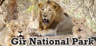 Travel and Discover Gir Forest National Park Junagadh - 16th October to 15th June