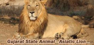 Which is State Animal of Gujarat India - Asiatic Lion Photos - Indian Lion Information