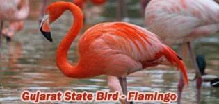 Which is State Bird of Gujarat India - Greater Flamingo Bird Photos - Types of Flamingo