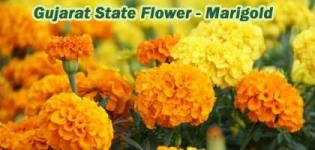 Which is State Flower of Gujarat India - Marigold (Galgota) Photos - Types Of Marigold Flower
