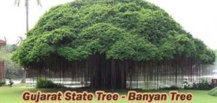 Which is State Tree of Gujarat India - Banyan (Vadlo) Tree Photos - Types of Banyan Tree