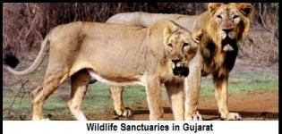 List of Wildlife Sanctuaries in Gujarat India - Full Information with All Names and Numbers