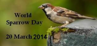 World Sparrow Day 2014 - World Sparrow Day Date