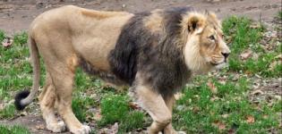 Asiatic Lion in Gir Forest Photos Images Pictures Latest News