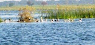 Vadhvana Lake Dabhoi - Wadhwana Bird Sanctuary